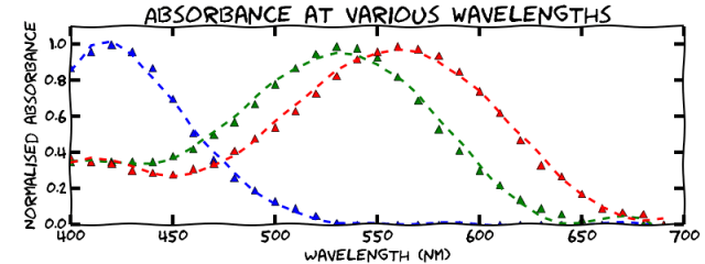 Photopigment responses